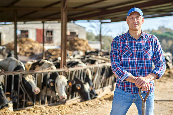 Farmer in plaid shirt holding onto handle of shovel with row of cows behind him in the background.